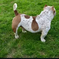 Hulk, a male American Bully for sale in New Bedford, MA – Photo 4 of 5