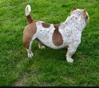 Hulk, a male American Bully for sale in Boston, MA – Photo 4 of 5