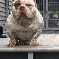 Hulk, a male American Bully for sale in New Bedford, MA – Photo 1 of 5