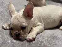 Escobar, a male French Bulldog for sale in Boston, MA – Photo 1 of 2