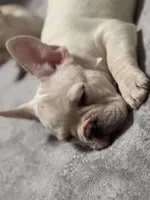 Escobar, a male French Bulldog for sale in Boston, MA – Photo 2 of 2