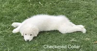 Checkered Collar (MSCA Registered), a male Maremma Sheepdog for sale in Pocatello, ID – Photo 2 of 5