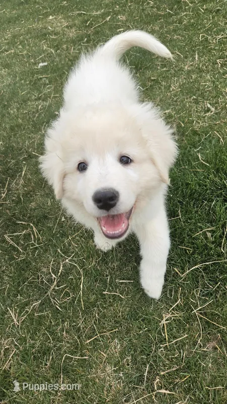 Checkered Collar (MSCA Registered) – Maremma Sheepdog puppy for sale in Pocatello, ID