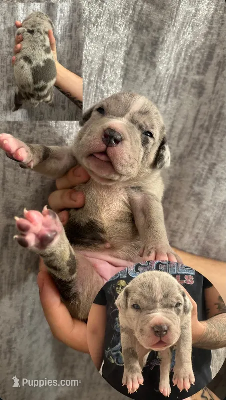 LUNA – American Bully puppy for sale in Union Beach, NJ