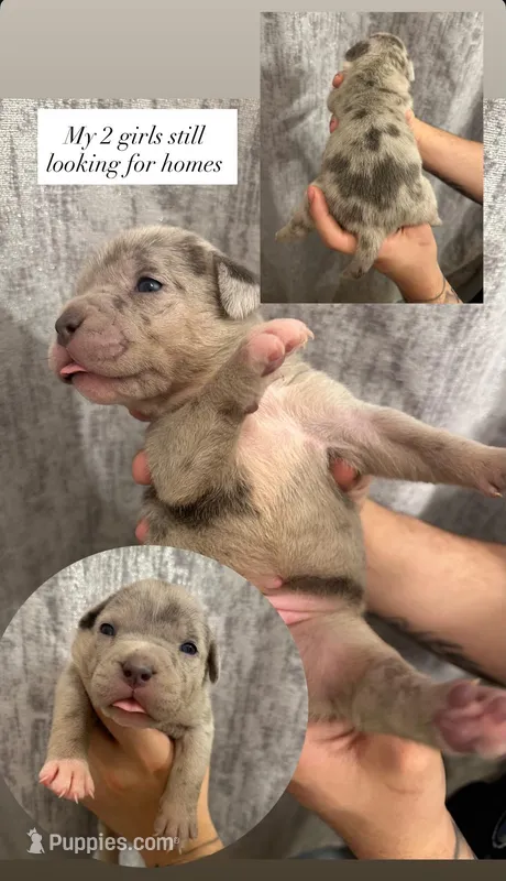 ISABELLE – American Bully puppy for sale in Union Beach, NJ