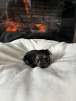 Max , a male Yorkipoo and Biewer for sale in Dover, DE – 5 of 5