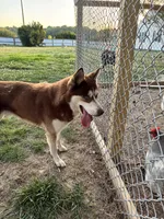 Wolfie, a male Siberian Husky and Labrador Retriever for sale in Dover, DE – 5 of 5