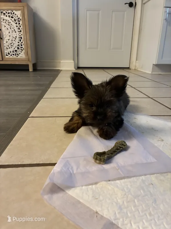 Chanel – Yorkipoo puppy for sale in Dover, DE