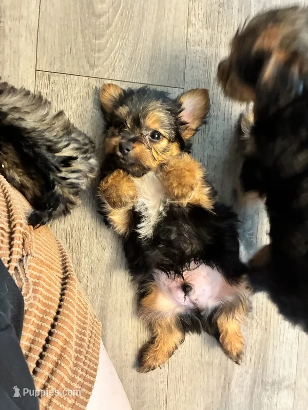 Max  – Yorkipoo, Biewer puppy for sale in Dover, DE