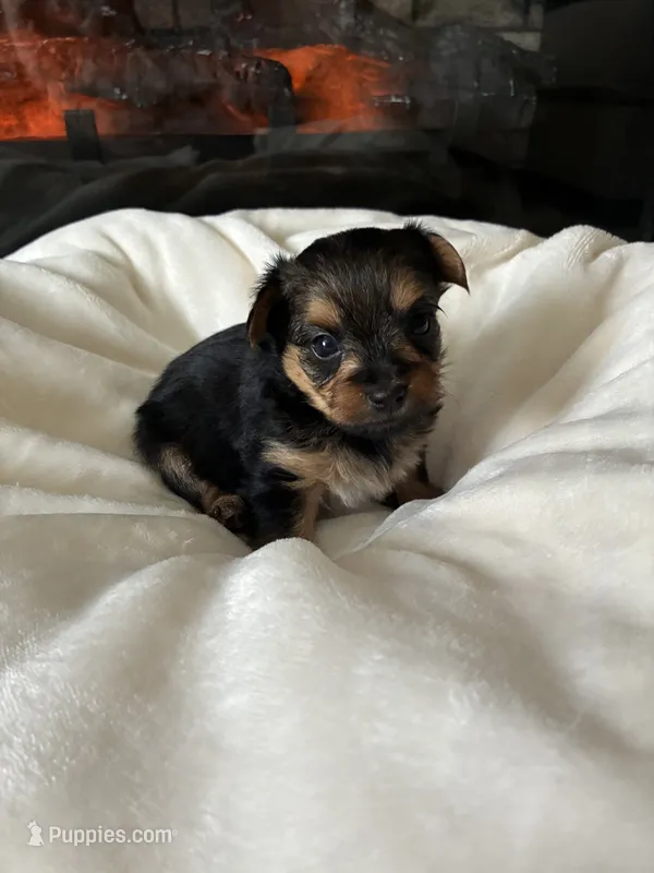 Max  – Yorkipoo, Biewer puppy for sale in Dover, DE