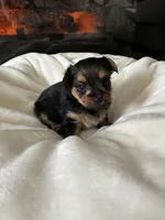 Max , a male Yorkipoo and Biewer for sale in Dover, DE – 1 of 5