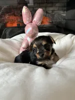 Max , a male Yorkipoo and Biewer for sale in Dover, DE – 2 of 5