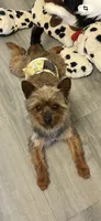 Theodore , a male Yorkipoo and Yorkshire Terrier for sale in Dover, DE – 2 of 4