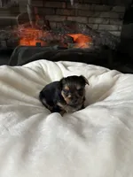 Max , a male Yorkipoo and Biewer for sale in Dover, DE – 3 of 5