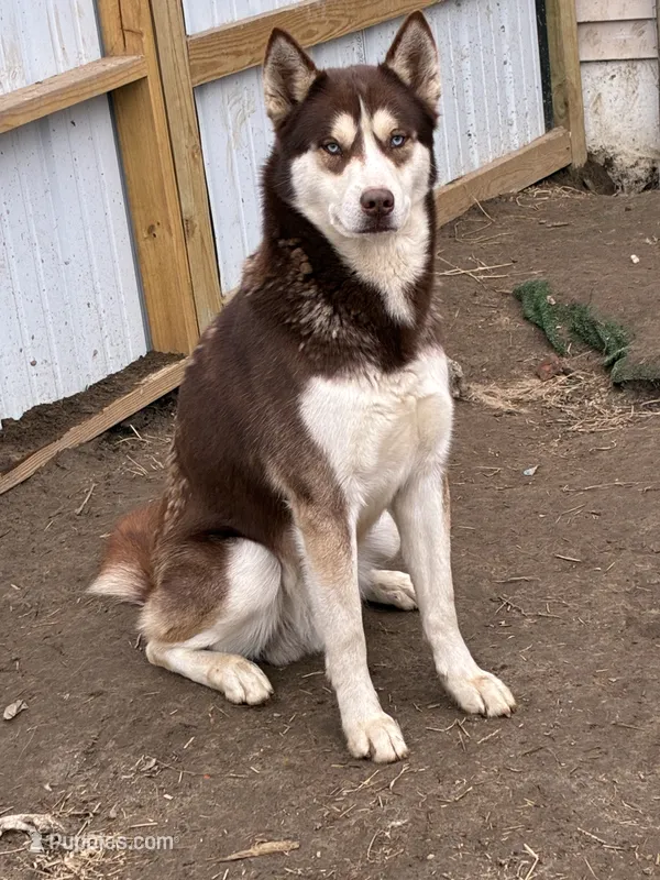 Wolfie – Siberian Husky, Labrador Retriever puppy for sale in Dover, DE