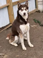 Wolfie, a male Siberian Husky and Labrador Retriever for sale in Dover, DE – 1 of 5