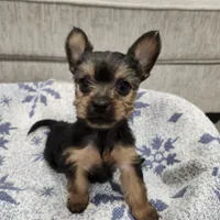 Lady, a female Yorkipoo for sale in Dover, DE – Photo 6 of 7