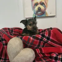 Lady, a female Yorkipoo for sale in Dover, DE – Photo 7 of 7