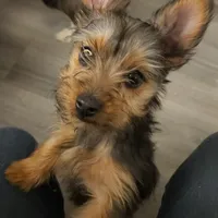 Lady, a female Yorkipoo for sale in Dover, DE – Photo 1 of 7