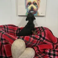 Lady, a female Yorkipoo for sale in Dover, DE – Photo 4 of 7