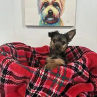 Lady, a female Yorkipoo for sale in Dover, DE – Photo 3 of 7