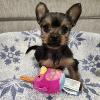 Lady, a female Yorkipoo for sale in Dover, DE – Photo 5 of 7