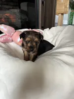 Sweetie, a female Yorkshire Terrier and Biewer for sale in Dover, DE – 3 of 7