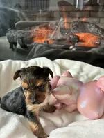Guy, a male Yorkshire Terrier and Biewer for sale in Dover, DE – 4 of 6
