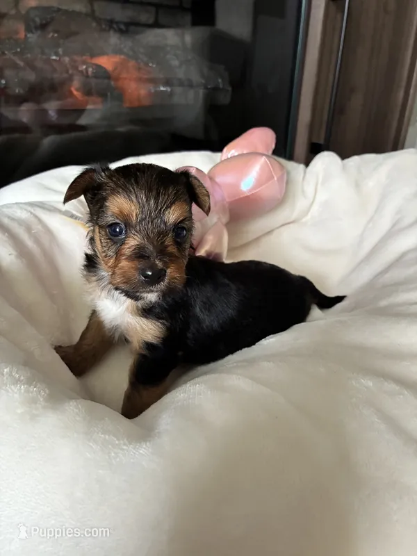 Guy – Yorkshire Terrier, Biewer puppy for sale in Dover, DE