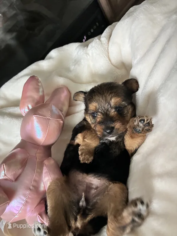 Sweetie – Yorkshire Terrier, Biewer puppy for sale in Dover, DE