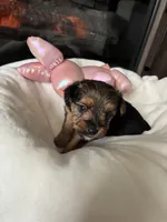 Sweetie, a female Yorkshire Terrier and Biewer for sale in Dover, DE – 6 of 7