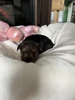 Sweetie, a female Yorkshire Terrier and Biewer for sale in Dover, DE – 5 of 7