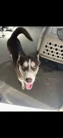 Wolfie, a male Siberian Husky and Labrador Retriever for sale in Dover, DE – 3 of 5