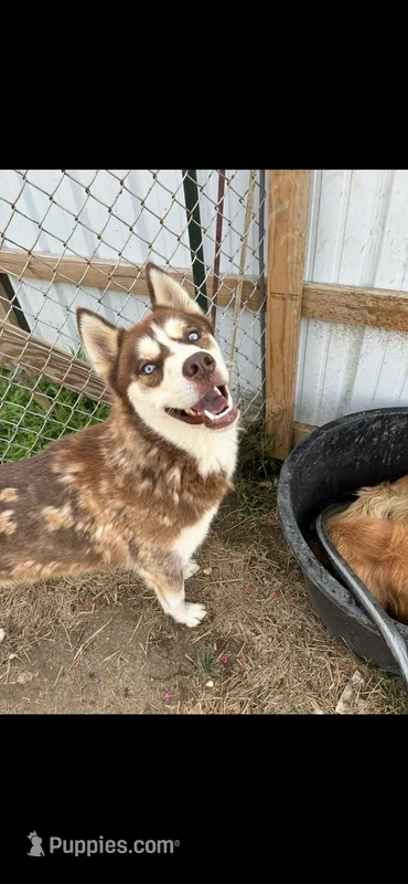 Wolfie – Siberian Husky, Labrador Retriever puppy for sale in Dover, DE