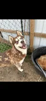 Wolfie, a male Siberian Husky and Labrador Retriever for sale in Dover, DE – 1 of 6