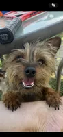 Theodore , a male Yorkipoo and Yorkshire Terrier for sale in Dover, DE – 4 of 4