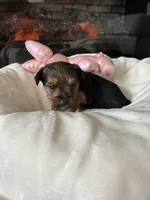 Sweetie, a female Yorkshire Terrier and Biewer for sale in Dover, DE – 7 of 7