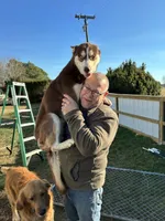 Wolfie, a male Siberian Husky and Labrador Retriever for sale in Dover, DE – 4 of 5
