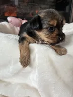 Sweetie, a female Yorkshire Terrier and Biewer for sale in Dover, DE – 4 of 7