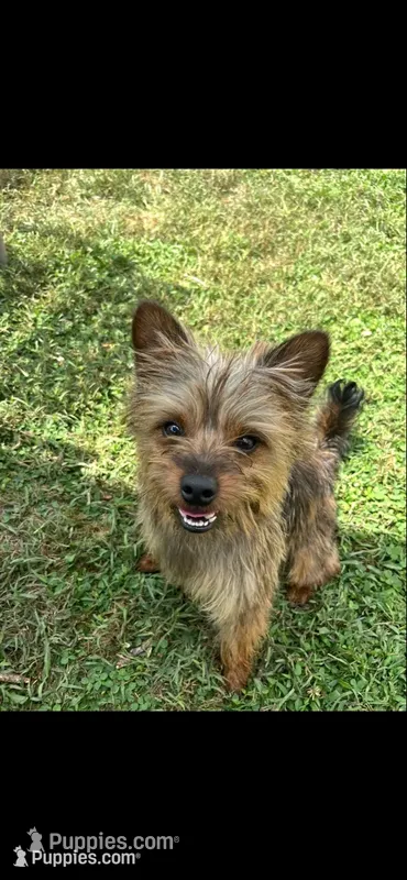 Theodore  – Yorkipoo, Yorkshire Terrier puppy for sale in Dover, DE