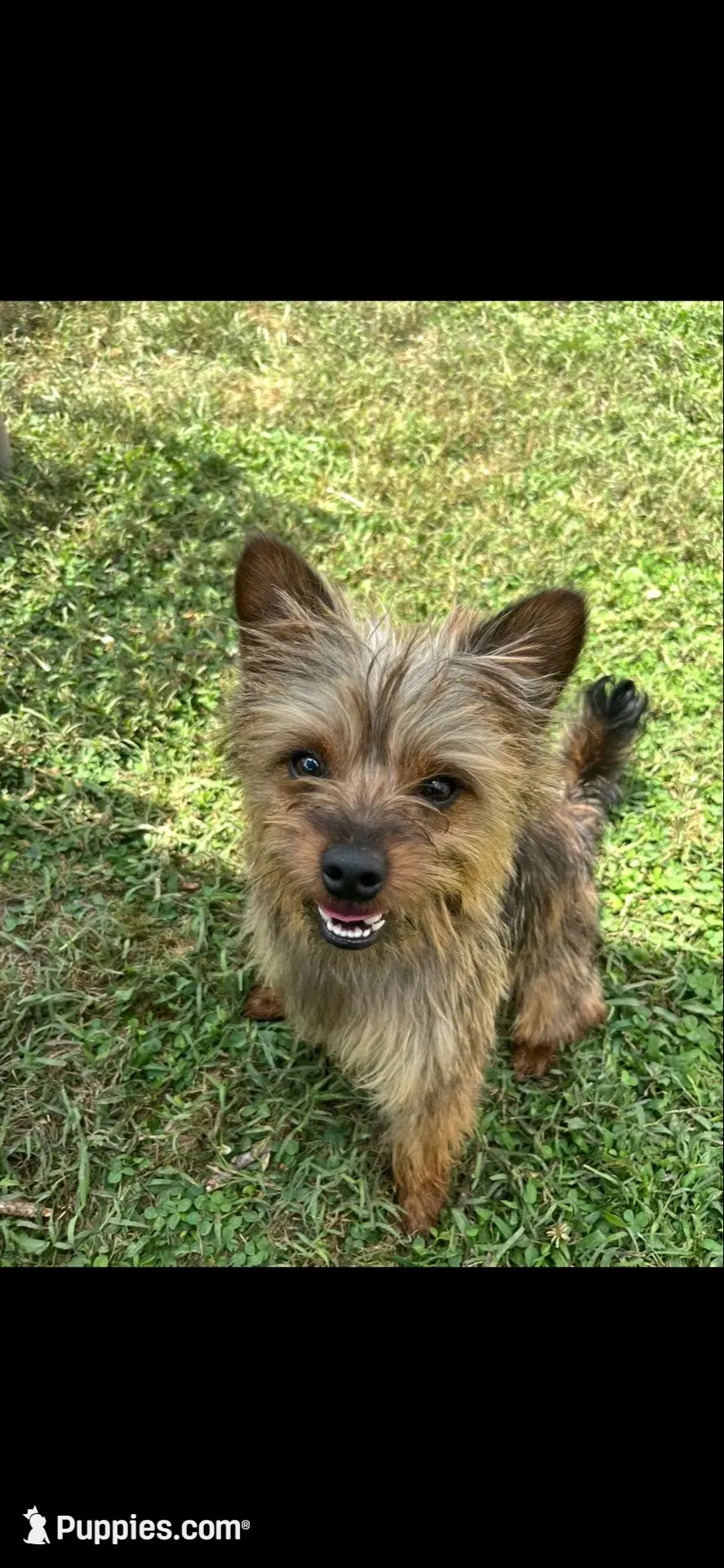 Theodore , a male Yorkipoo and Yorkshire Terrier for sale in Dover, DE – 1 of 4