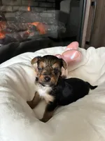Guy, a male Yorkshire Terrier and Biewer for sale in Dover, DE – 5 of 6