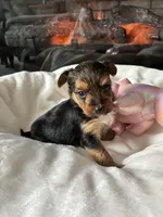 Guy, a male Yorkshire Terrier and Biewer for sale in Dover, DE – 6 of 6