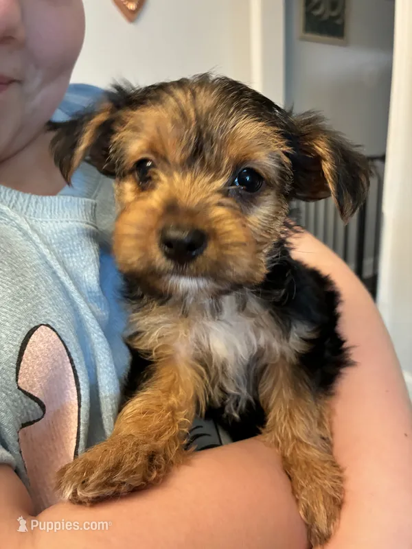 Guy – Yorkshire Terrier, Biewer puppy for sale in Dover, DE