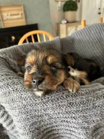 Sweetie, a female Yorkshire Terrier and Biewer for sale in Dover, DE – 2 of 7