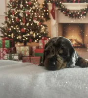 Bentley, a male Miniature Dachshund for sale in Mobile, AL – Photo 1 of 5