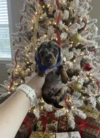 Bentley, a male Miniature Dachshund for sale in Mobile, AL – Photo 4 of 5