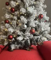 Bentley, a male Miniature Dachshund for sale in Mobile, AL – Photo 2 of 5