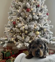 Bentley, a male Miniature Dachshund for sale in Mobile, AL – Photo 3 of 5