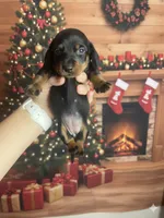 Sidney, a female Miniature Dachshund for sale in Mobile, AL – Photo 4 of 6